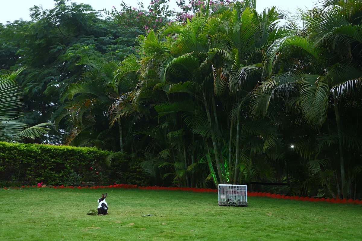 Nature's Farmhouse - Lush Green Outdoors
